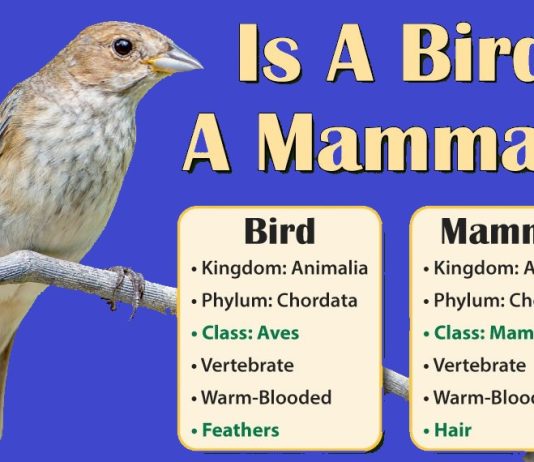 Are Birds Mammals